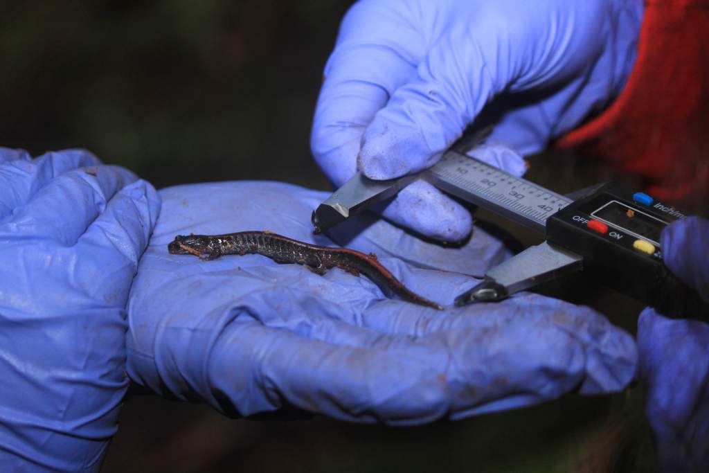 Citizen Science interns measuring the tail length of a Western Red-backed Salamander.