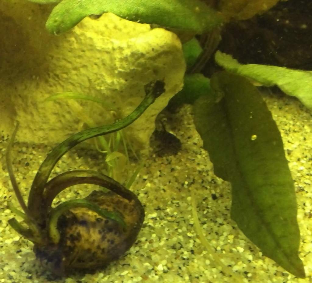 Cleaning the fish tank and see a little face peering out from behind a rock