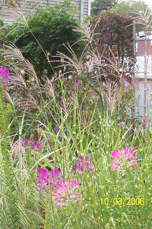 Cleome & Grass