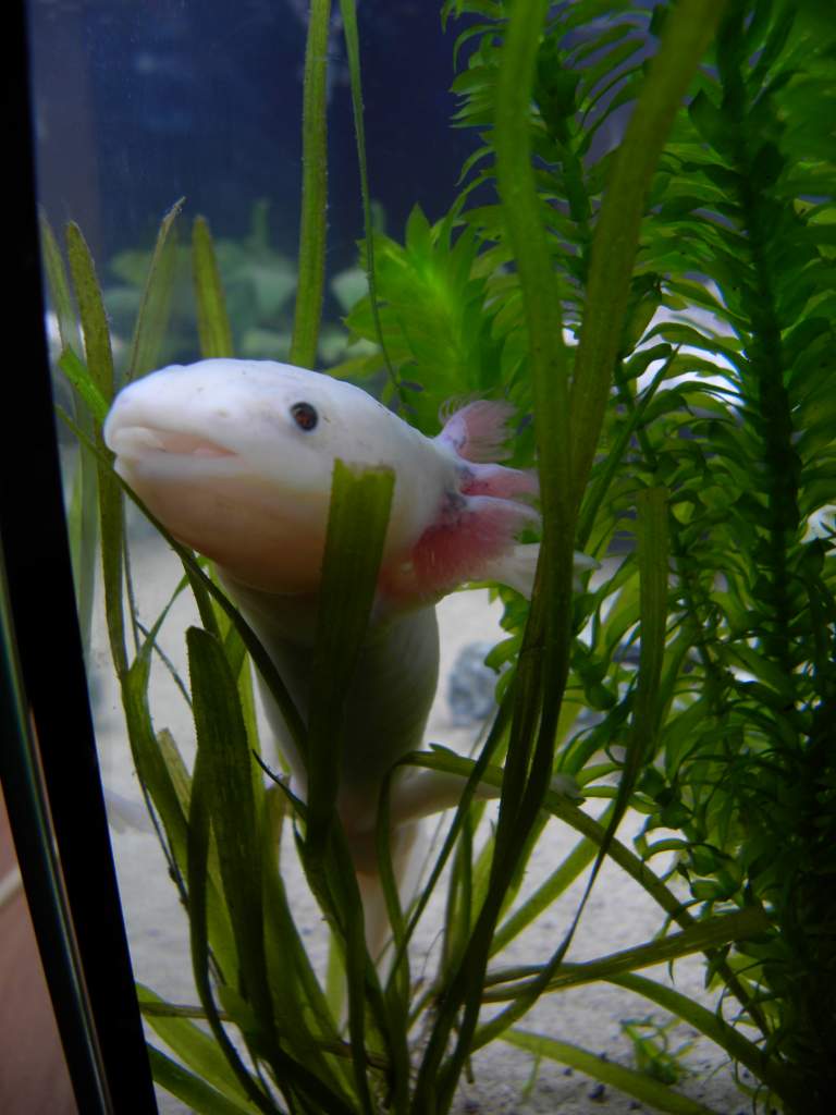 Climbing the plants, she seems to love doing that...