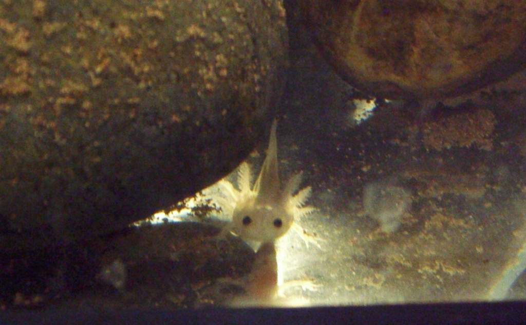 close up leukistic