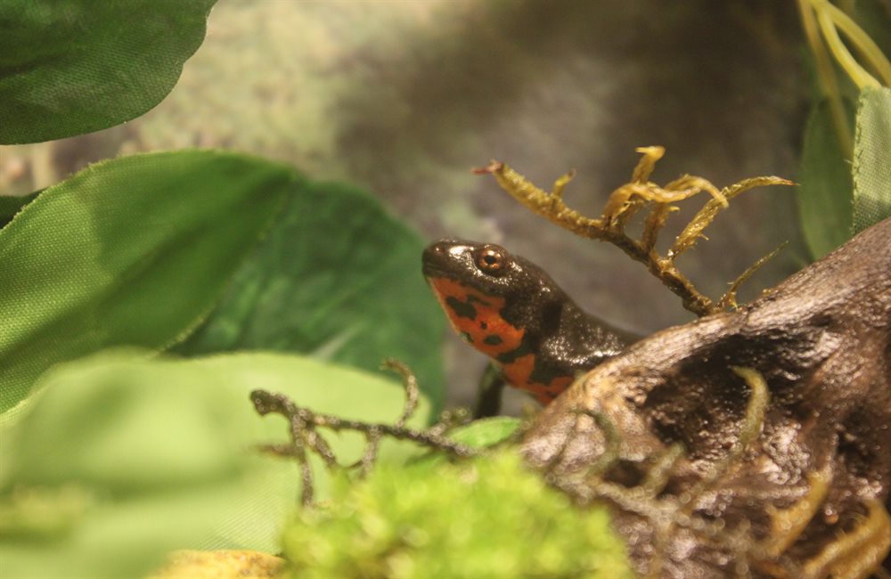 Close up on my big female fire belly newt on land