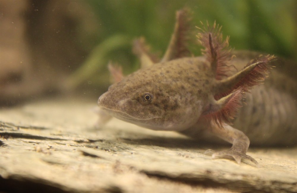 Close up on my female normal axolotl