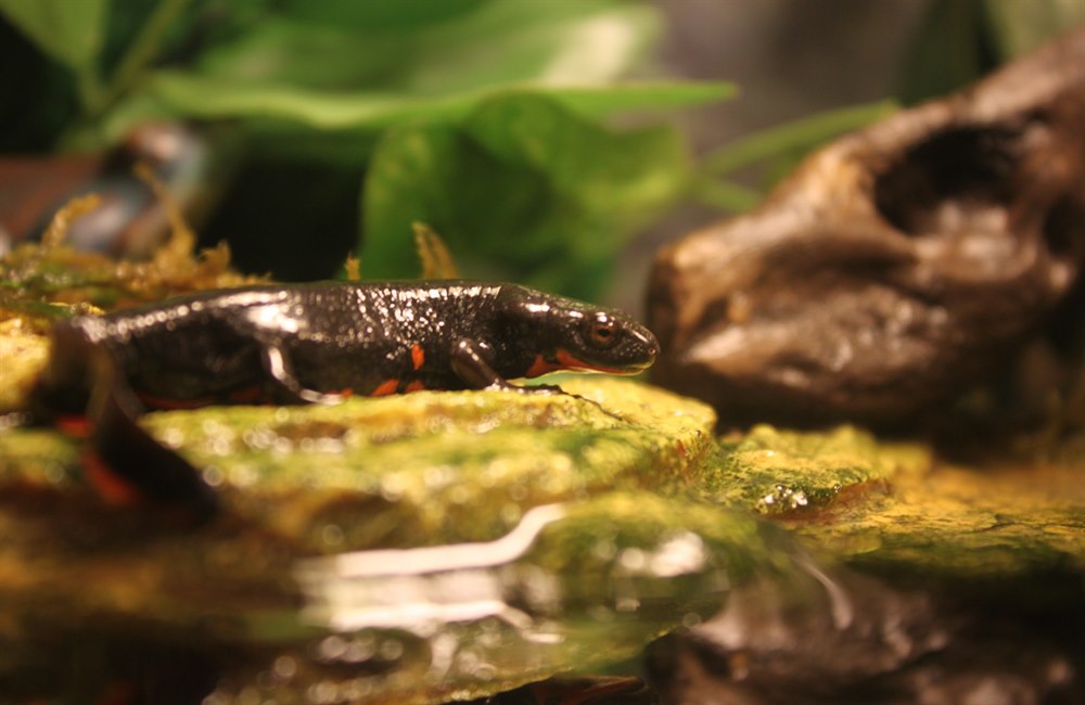 Close up on my male fire belly newt on his little turtle dock