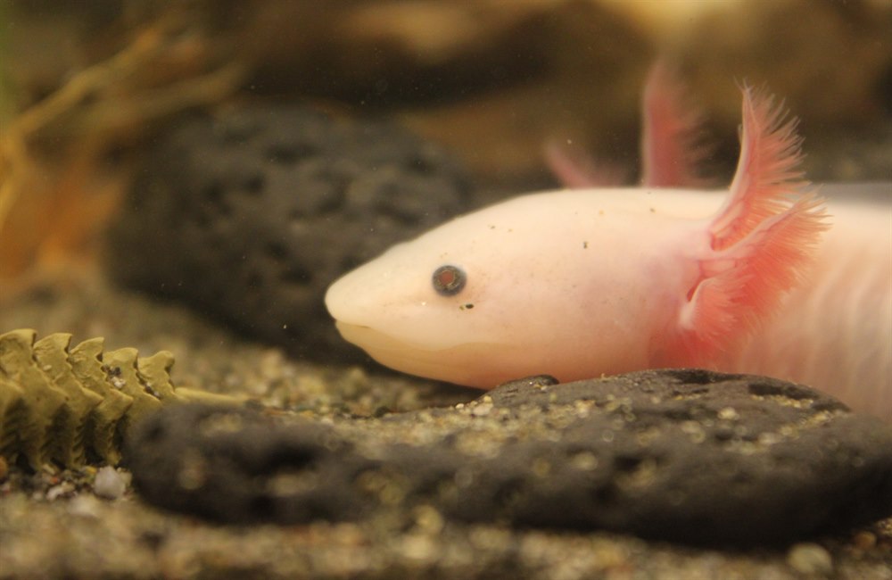 Close up on my male leucistic axolotl