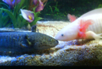 Close up... where has the bloodworm gone? Fatties!