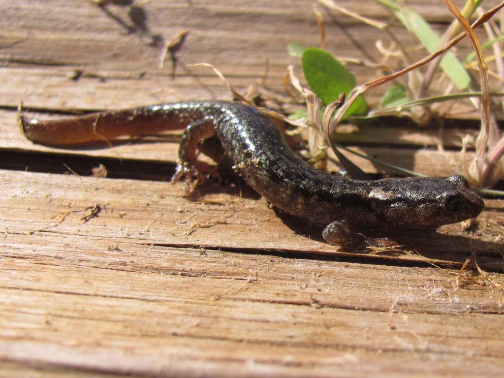 Clouded Salamander (Aneides ferres)