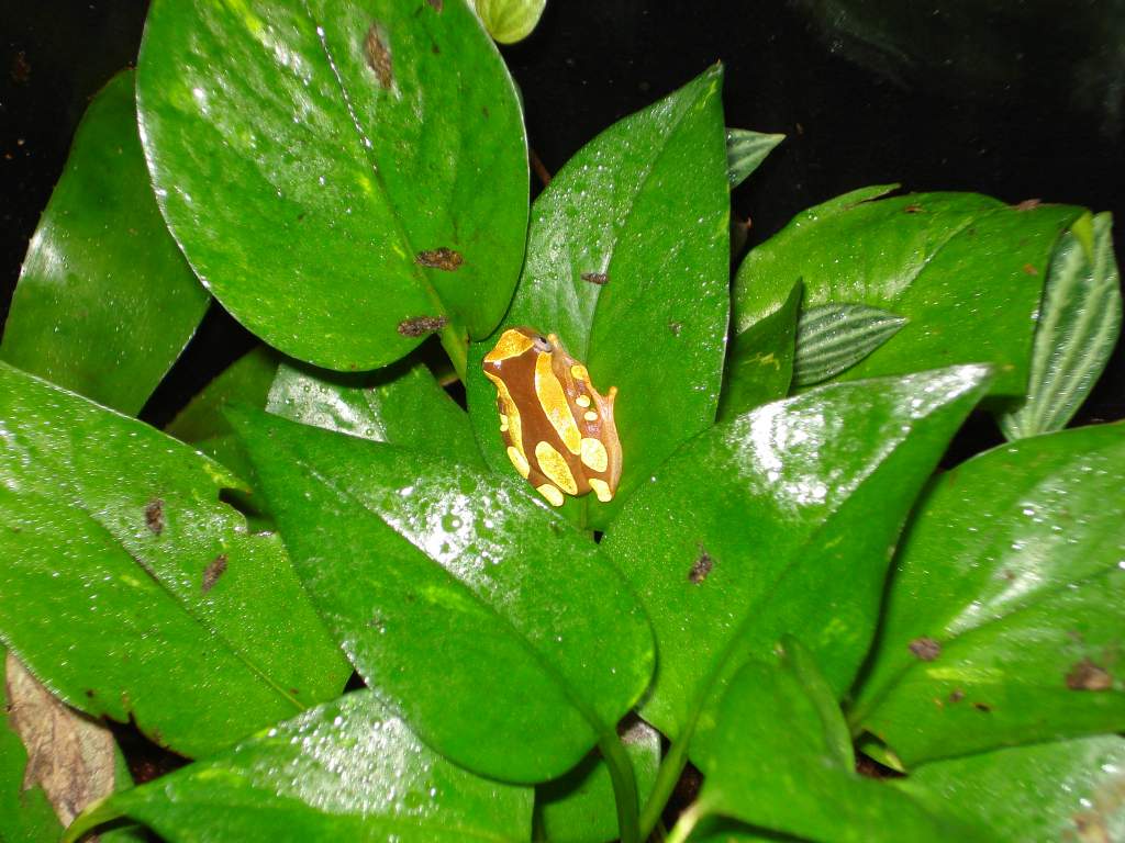 Clown tree frog