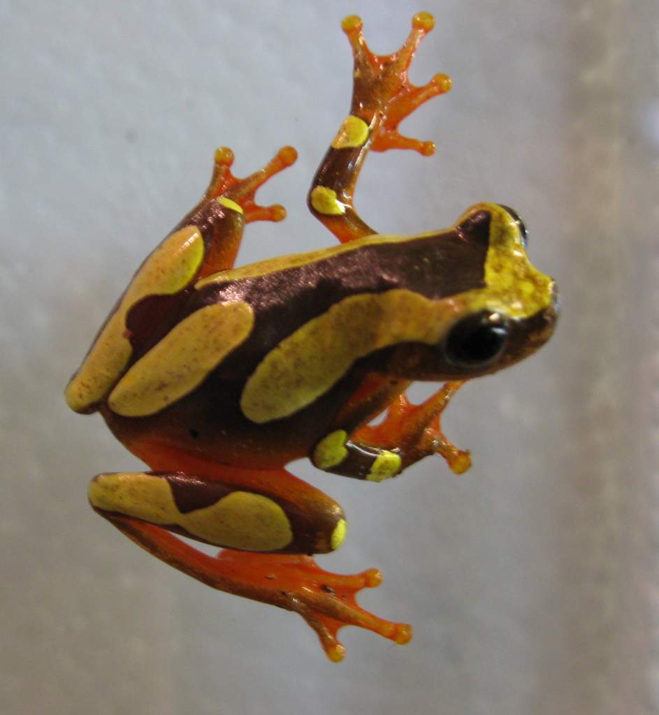 Clown Tree Frog