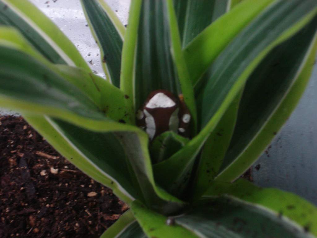 Clown tree frog