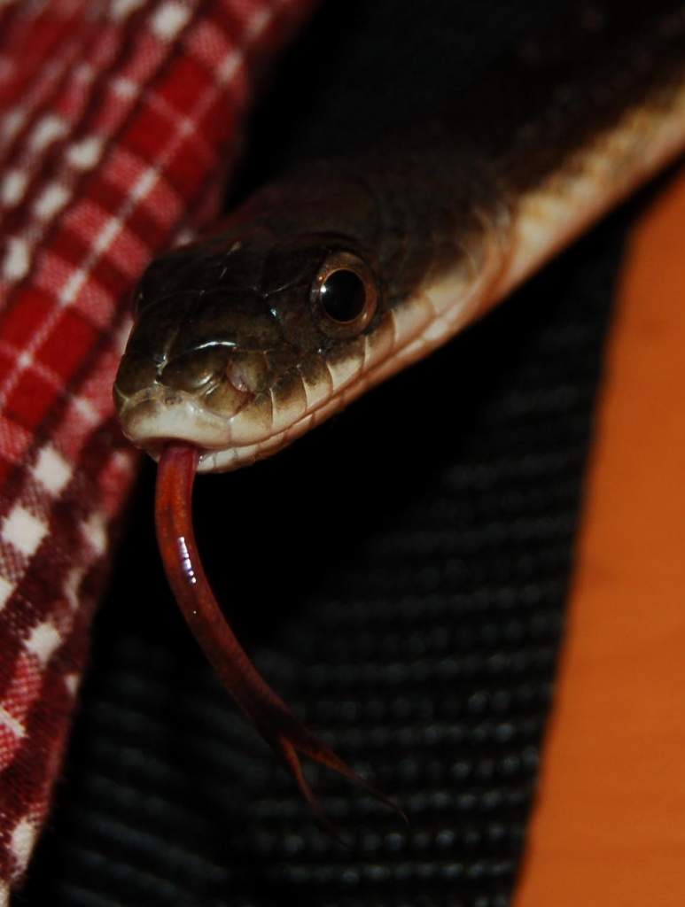 Clyde, a black-rat / texas-rat hybrid.