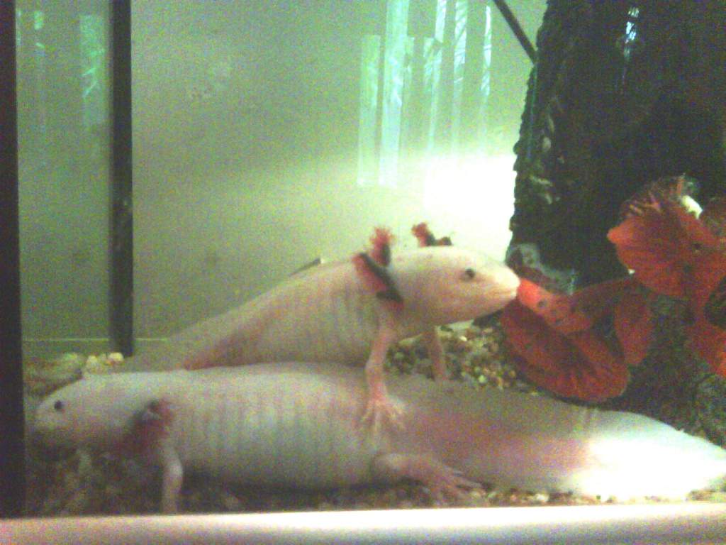 Clyde on the bottom he's 23.5cm and I'm not sure about Bonny she's always on an angle so i can never measure her!