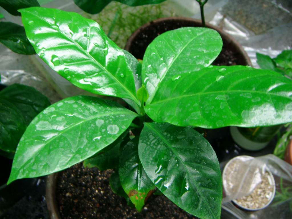 Coffea Arabica | Caudata.org: Newts and Salamanders Portal