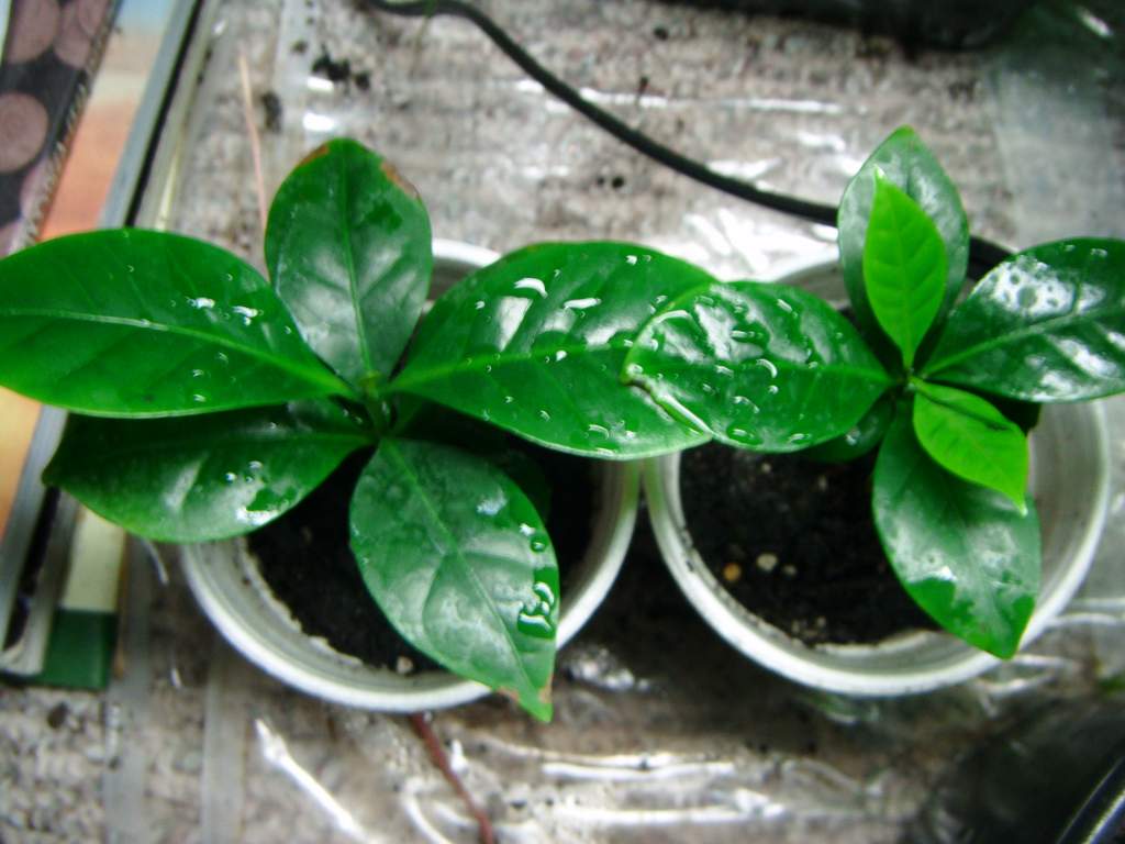 Coffea Canephora