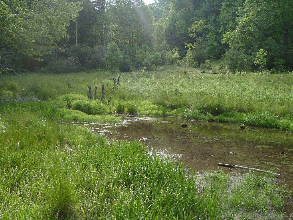 Cold Prong Pond off the BRP.  Usually full of newts, water snakes and various salamander larvae.