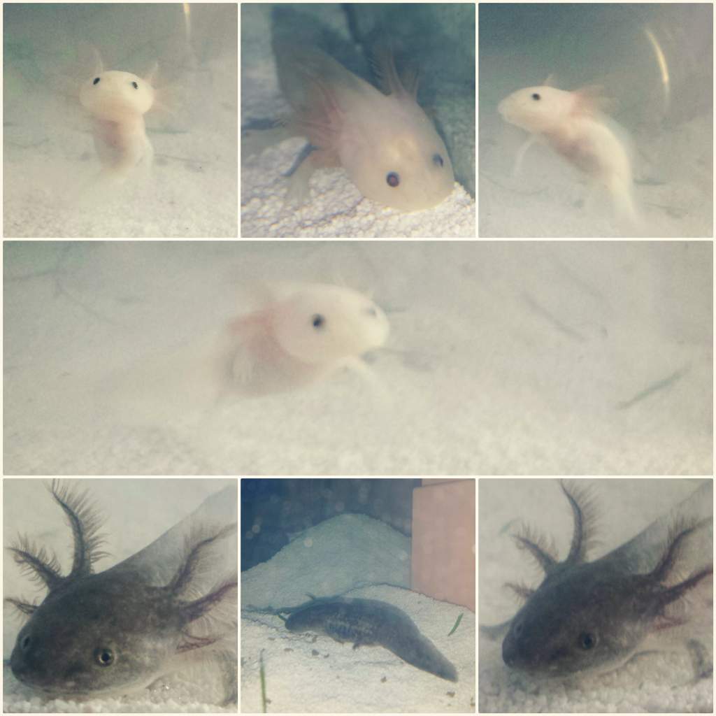 Collage of my bebehhz cloud is the leucistic and tifa is the wild type. They are still so tiny don't let the pic fool you lol. I haven't checked the s