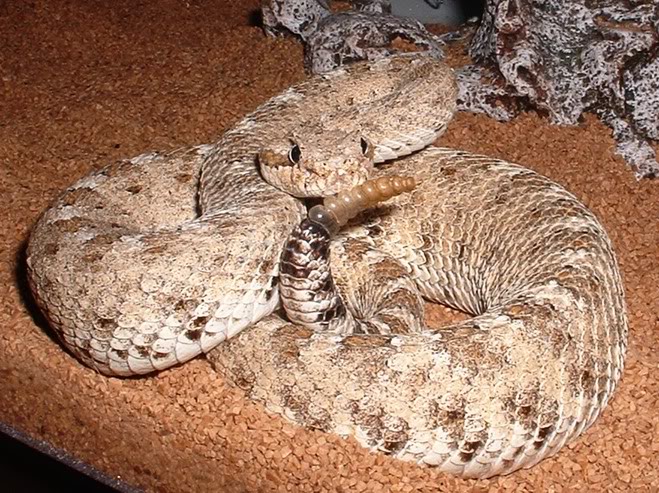 Colorado desert sidewinder (he isn't very happy in this photo)