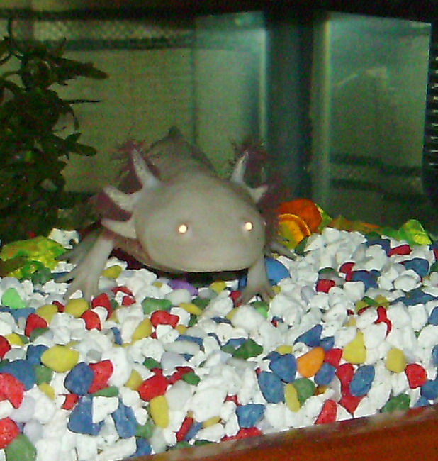 Colse up of Francesca the Axolotl