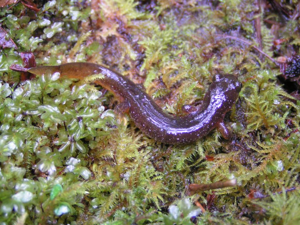 Columbia Torrent Salamander (Rhyacotriton kezeri)