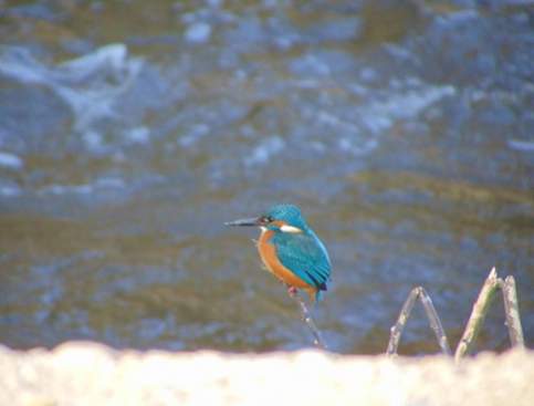 Common kingfisher