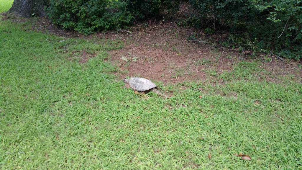 Common snapping turtle 2