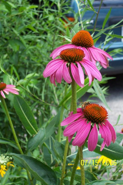 Coneflowers