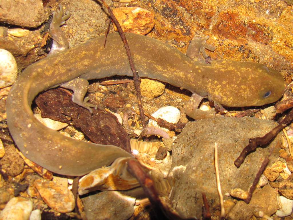 Cope's Giant Salamander