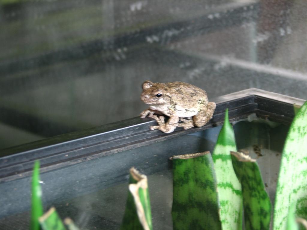 Cope's Gray treefrog (Hyla chrysoscelis)