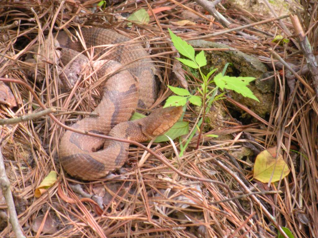 Copperhead