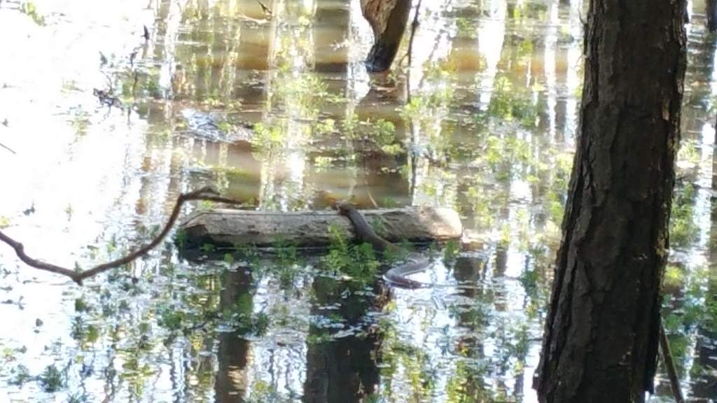 Cottonmouth. My first one ever, at least in the wild