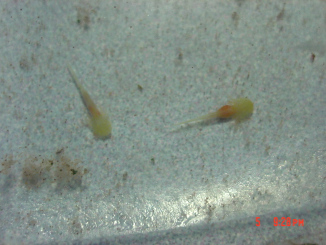 Couple day old Golden albinos feeding on brine shrimp. It is very easy to see the full orange stomach.