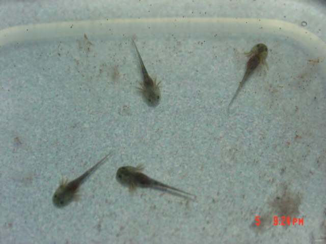 Couple day old Wild type Axololts, hunting brine shrimp.