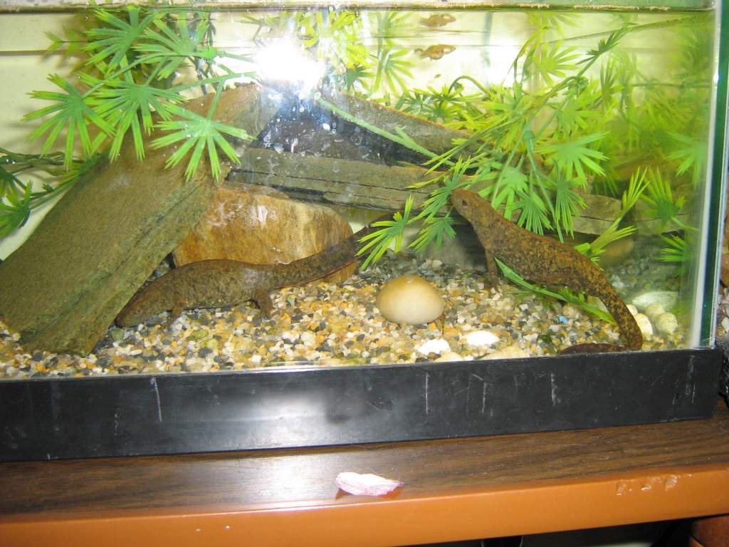 couple of the newts outside their hide