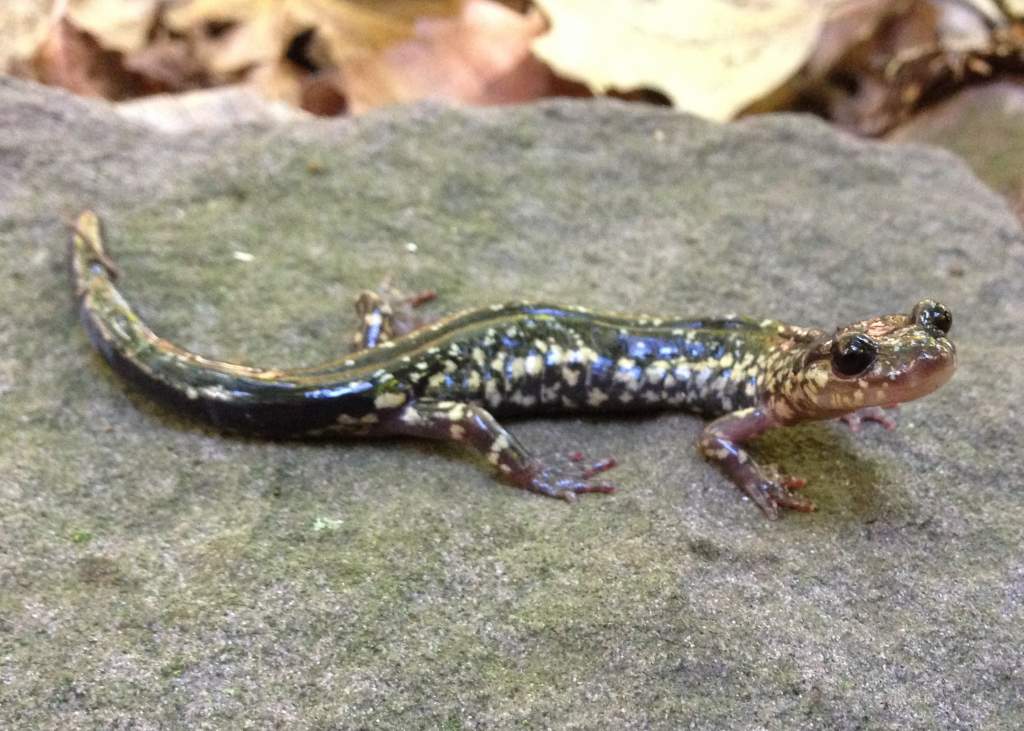 Cow-knob Salamander (Plethodon punctatus)