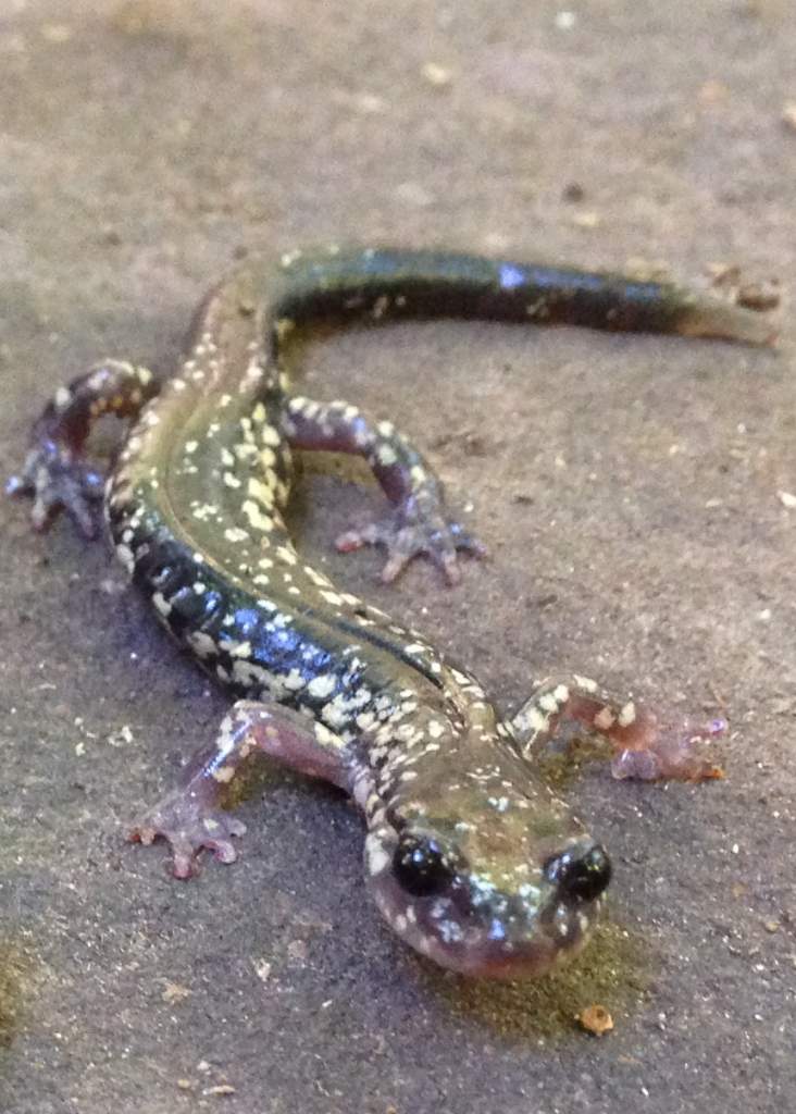 Cow Knob Salamander (Plethodon punctatus)