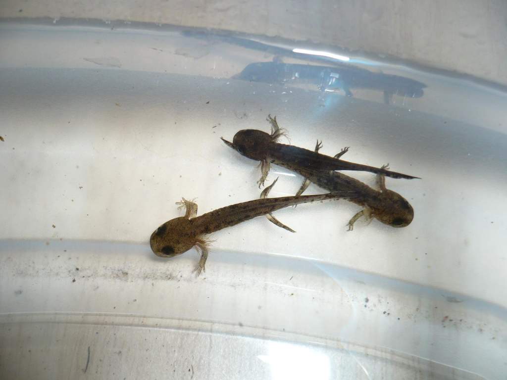 Crespoi larvae  born 21 03 09