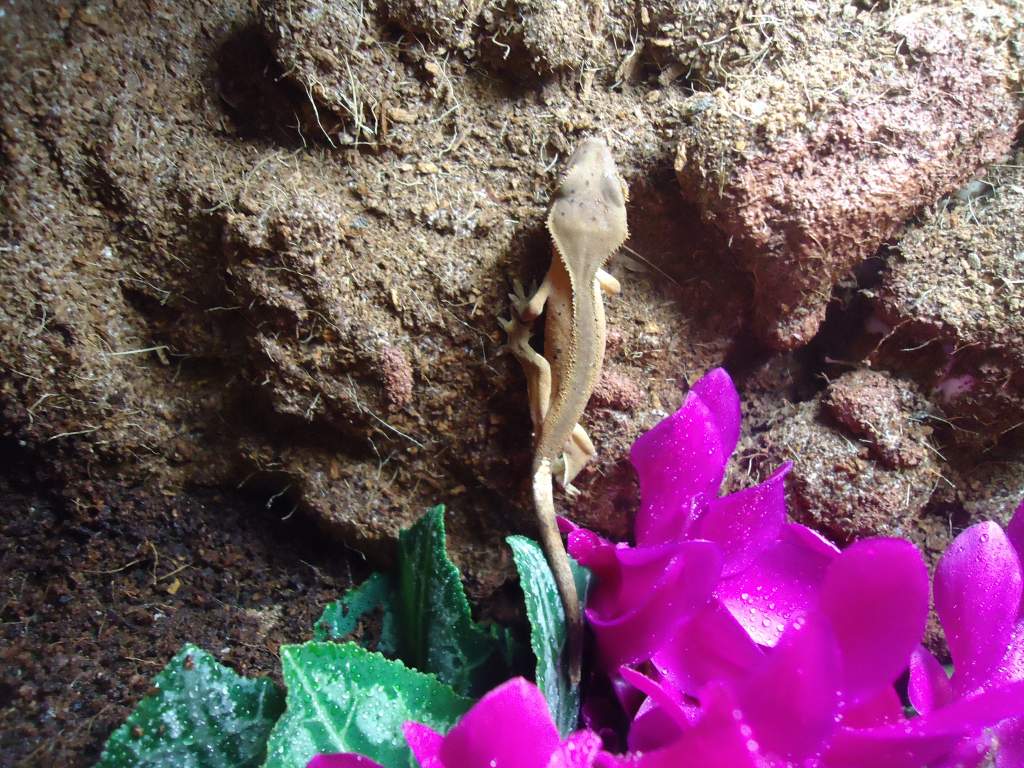 Crested gecko. juvenile.