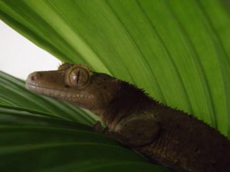 Crested Gecko