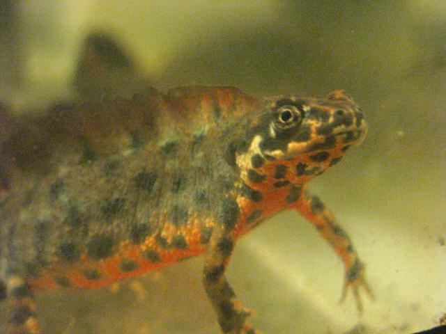 Crested male