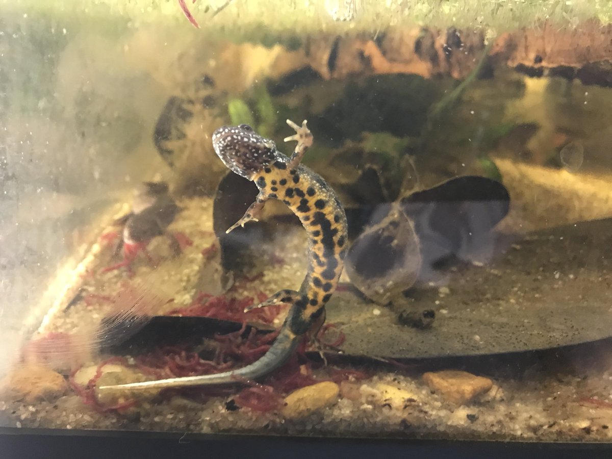 Crested Newt