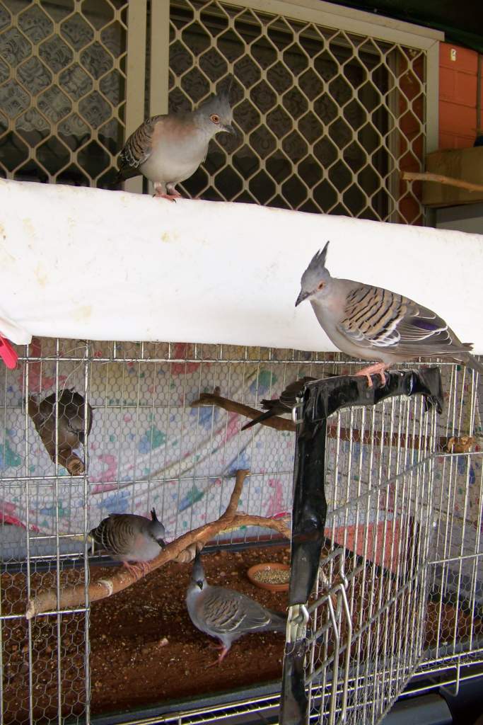 crested pigeons