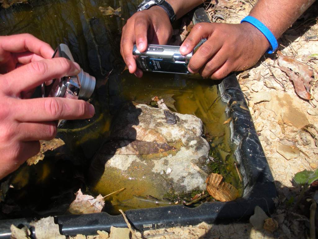 Cricket frog, Acris crepitans (this was our very first one EVER on this project!)