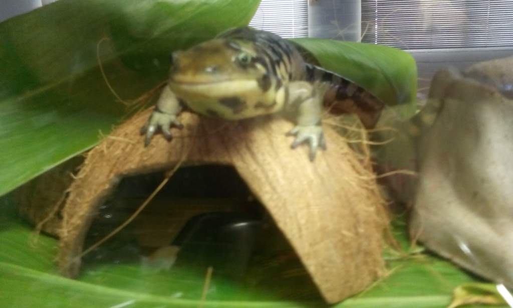 Cruzin on the rooftop of his Hawaiian Hide