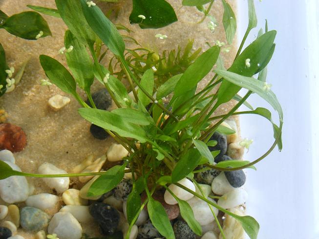 Cryptocoryne parva