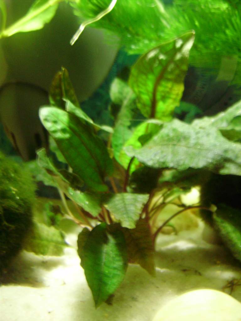 Cryptocoryne wendtii tropica