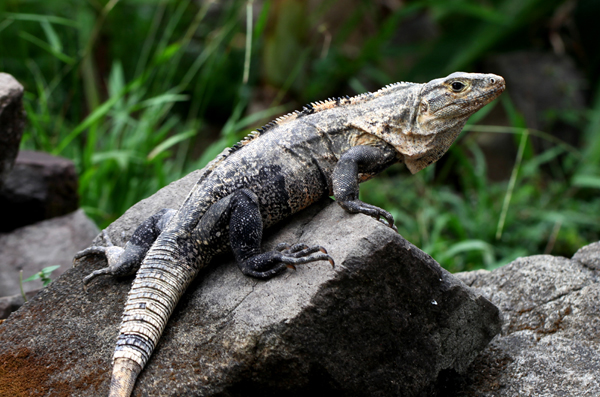 Ctenosaura similis - Black Iguana