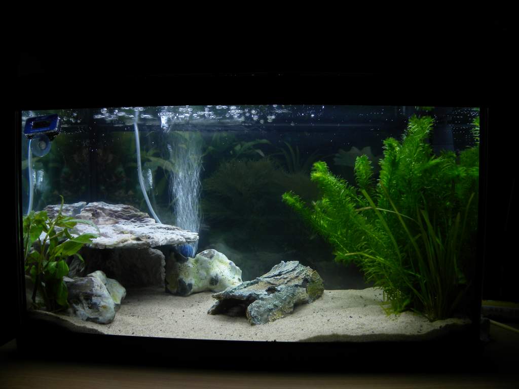 Current tank setup. I do have a filter, but I placed it somewhere behind the plants.