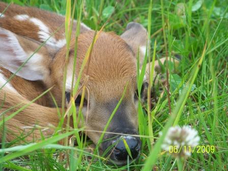 Cute little fawn