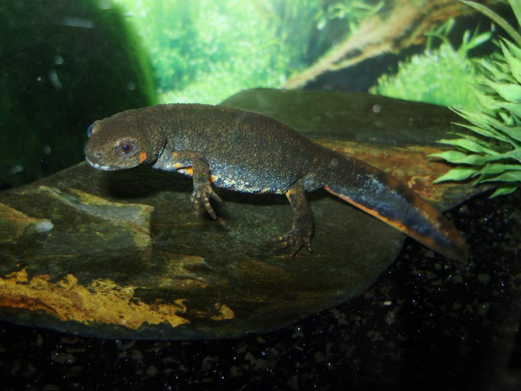 Cynops cyanurus cyanurus Male