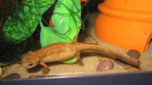 Cynops cyanurus young adult.